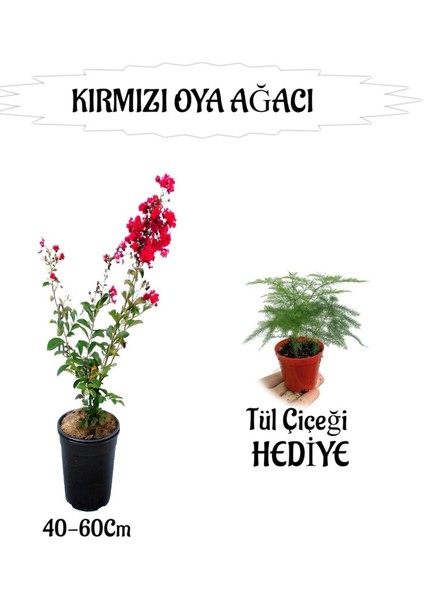 Kırmızı Oya Ağacı Fidanı 1 Adet Saksılı+Tül Çiçeği Hediyeli Bahçe Bitkisi