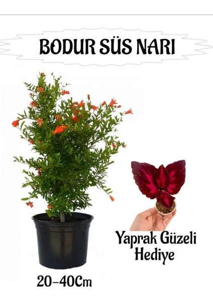 Bodur Süs Narı Fidanı 1 Adet Saksılı/Tüplü+ Yaprak Güzeli Hediyeli Bahçe Peyzaj Seti