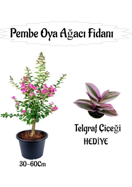 Pembe Oya Ağacı Fidanı 1 Adet Saksılı+Telgraf Çiçeği-Kurdele Çiçeği Hediyeli