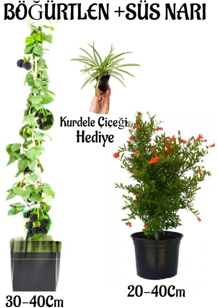 Böğütlen Meyve Fidanı 1 Adet + Bodur Süs Narı Fidanı 1 Adet+Kurdele Çiçeği Hediye