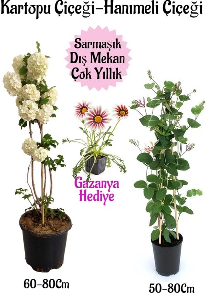 Kartopu Çiçeği 1 Adet +Hanımeli Çiçeği 1 Adet+Kırmızı Gazanya Hediye Saksılı Bahçe Seti