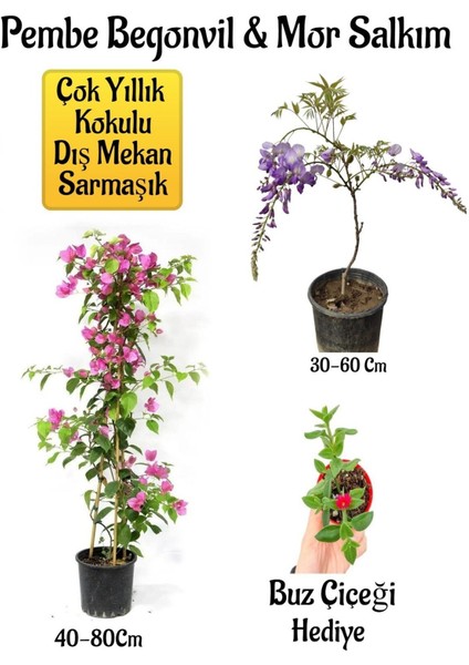 Pembe Begonvil Çiçeği+Mor Salkım Ağacı Fidanı Buz Çiçeği Hediyeli Bahçe Peyzaj Seti