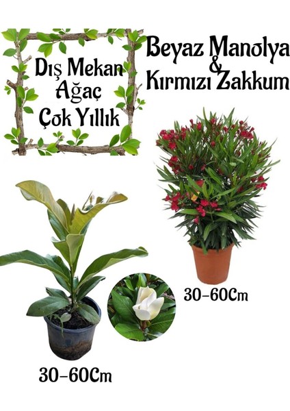 Manolya Ağacı 1 Adet Saksılı+Kırmızı Zakkum1 Adet Saksılı Bahçe Seti(Nerium Oleander )