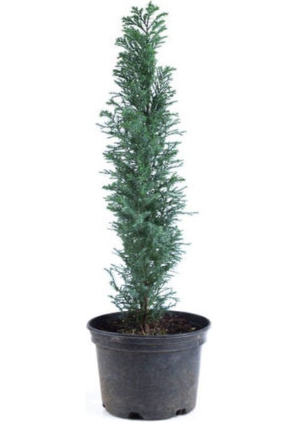 Mavi Çim 1 Adet Saksılı (10-20 cm)+MAVI Çam AĞACI(30-60 cm) Bahçe Seti modelleri