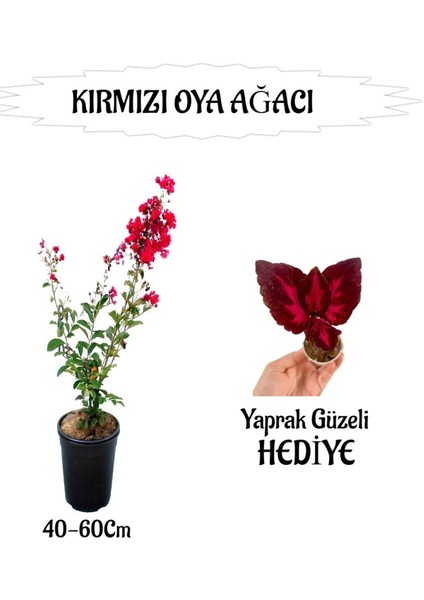 Kırmızı Oya Ağacı Fidanı 1 Adet Saksılı+Yaprak Güzeli Hediyeli Bahçe Bitkisi