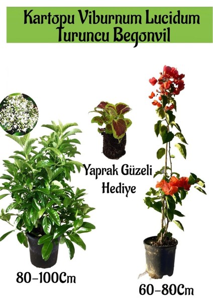 Kartopu Viburnum 1 Adet+Turuncu Begonvil 1 Adet+Yaprak Güzeli Hediye Bahçe Bitkisi