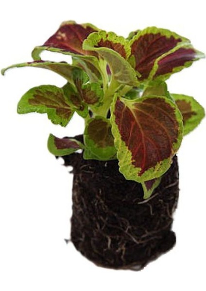 Kartopu Viburnum 1 Adet+Turuncu Begonvil 1 Adet+Yaprak Güzeli Hediye Bahçe Bitkisi fırsatları