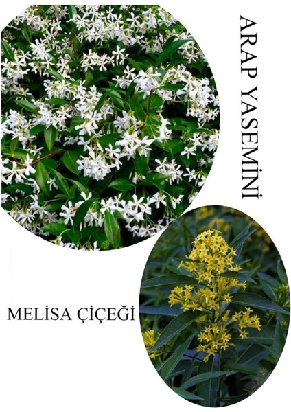 Arap Yasemini Çiçeği 1 Adet Saksılı 30-50 cm+MELISA Çiçeği 30-60 cm Kokulu Bahçe Seti