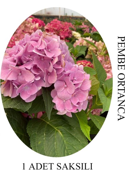 Pembe Renk Ortanca Çiçeği 1 Adet Saksılı/Tüplü 20-30 cm Çiçekli Bitki