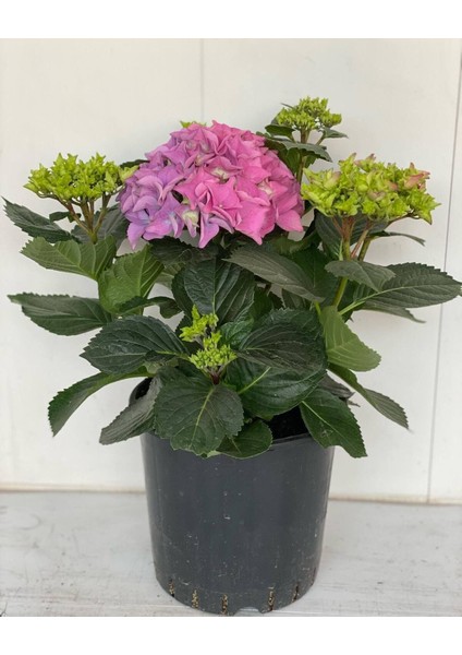 Pembe Renk Ortanca Çiçeği 1 Adet Saksılı/Tüplü 20-30 cm Çiçekli Bitki