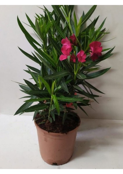 Kırmızı Renk Zakkum Çiçeği Fidanı 1 Adet Saksılı 30-60 cm Yaz Bitkisi