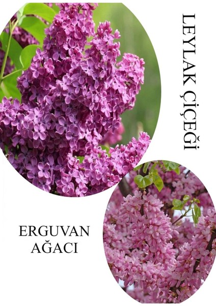Kokulu Leylak Çiçeği Fidanı 1 Adet Saksılı 30-60 cm+ERGUVAN Ağacı Fidanı 40-80 cm
