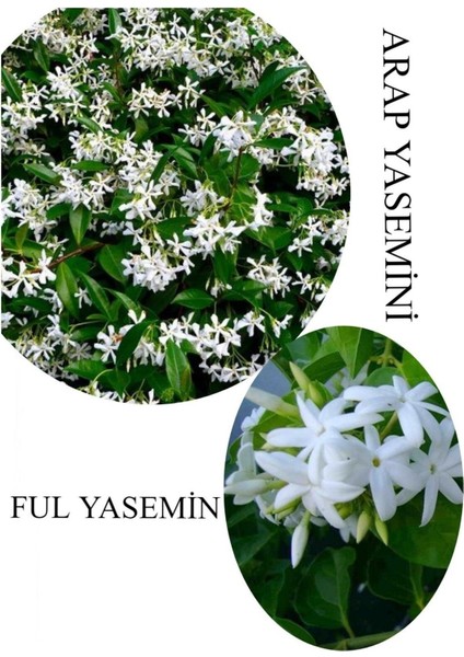 Arap Yasemini Çiçeği 1 Adet Saksılı 30-50 cm+FUL Yasemin 30-60 cm Kokulu Bahçe Seti