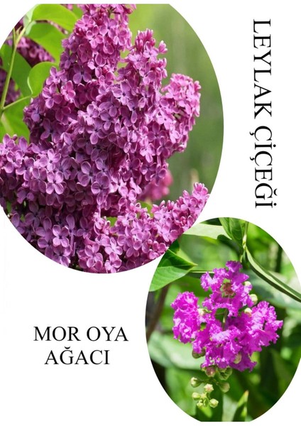 Kokulu Leylak Çiçeği Fidanı 1 Adet Saksılı 30-60 cm+MOR Oya Fidanı 30-60 cm