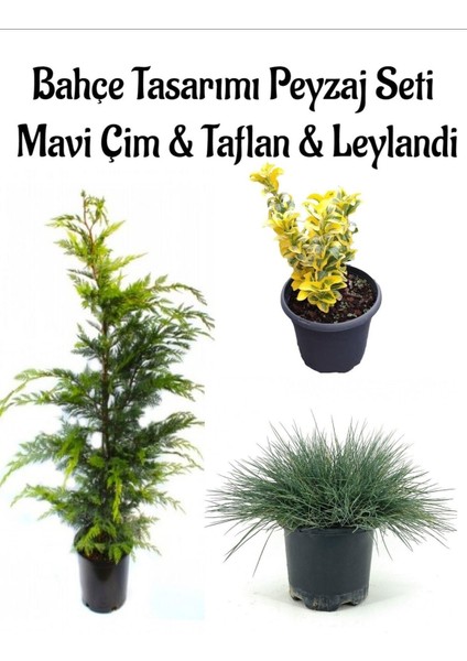 Mavi Çim 1 Adet Saksılı (10-20 cm)+Altuni Taflan(20-40 cm)+Leylandı Çam 1 Adet Bahçe Seti