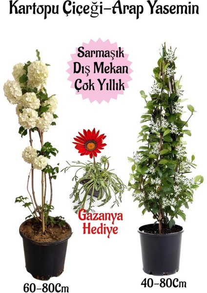 Kartopu Çiçeği 1 Adet +Arap Yasemini 1 Adet+Kırmızı Gazanya Hediye Saksılı Bahçe Seti