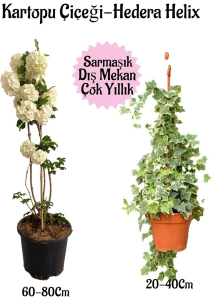 Kartopu Çiçeği 1 Adet +Hedera Helix 1 Adet Saksılı Bahçe Peyzaj Seti