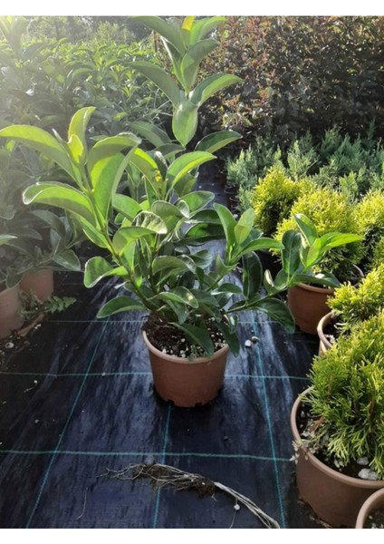Kartopu Viburnum Lucidum 1 Adet 50-70 cm Saksılı Dış Mekan Bahçe Peyzaj Çit Bitkisi
