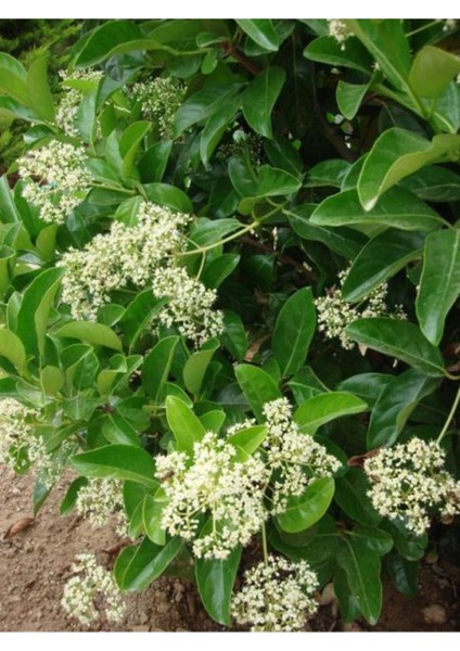Kartopu Viburnum Lucidum 1 Adet 50-70 cm Saksılı Dış Mekan Bahçe Peyzaj Çit Bitkisi