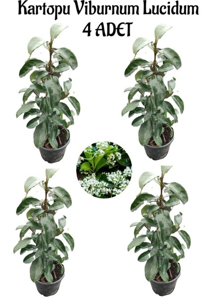 Kartopu Viburnum Lucidum 4 Adet 60-80 cm Saksılı Dış Mekan Bahçe Peyzaj Çit Bitkisi