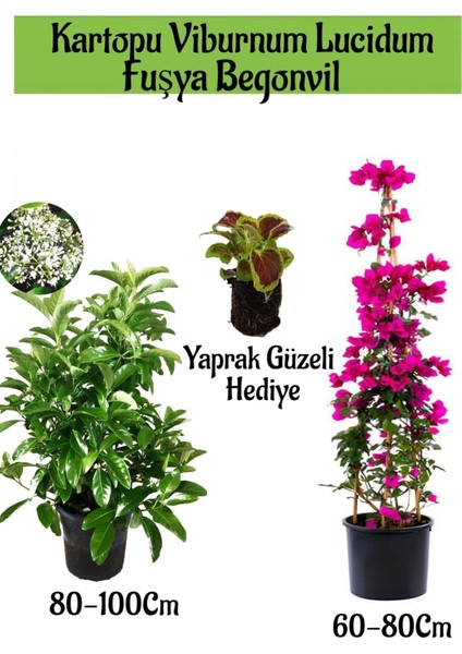 Kartopu Viburnum 1 Adet+Fuşya Begonvil 1 Adet+Yaprak Güzeli Hediye Bahçe Bitkisi