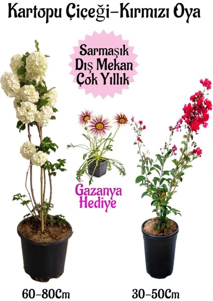 Kartopu Çiçeği 1 Adet +Kırmızı Oya Ağacı 1 Adet+PEMBE Gazanya Hediyeli Saksılı Bahçe Seti