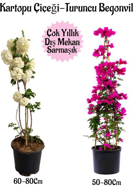 Kartopu Çiçeği 1 Adet +Fuşya Begonvil 1 Adet Saksılı Bahçe Peyzaj Seti