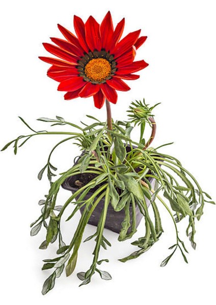 Kartopu Çiçeği 1 Adet +Fırça Çalısı 1 Adet+Kırmızı Gazanya Hediye Saksılı Bahçe Seti fırsatları