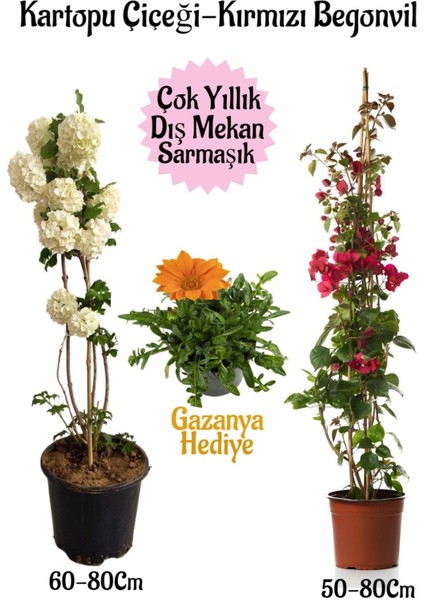 Kartopu Çiçeği 1 Adet +Kırmızı Begonvil 1 Adet+Turuncu Gazanya Hediyeli Saksılı Bahçe Seti