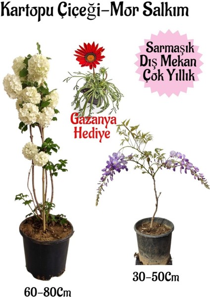 Kartopu Çiçeği 1 Adet+Mor Salkım 1 Adet+Sarı Gazanya Hediyeli Saksılı Bahçe Seti
