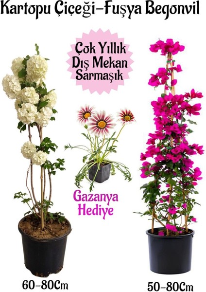 Kartopu Çiçeği 1 Adet +Fuşya Begonvil 1 Adet+ Pembe Gazanya Hediyeli Saksılı Bahçe Seti