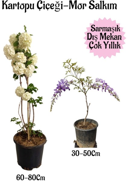 Kartopu Çiçeği 1 Adet +Kokulu Mor Salkım 1 Adet Saksılı Bahçe Peyzaj Seti