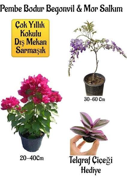Pembe Bodur Begonvil+Mor Salkım Ağacı Fidanı Telgraf Çiçeği Hediyeli Bahçe Peyzaj Seti