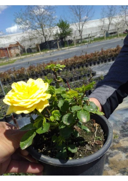 2 Adet Gül Fidanları
