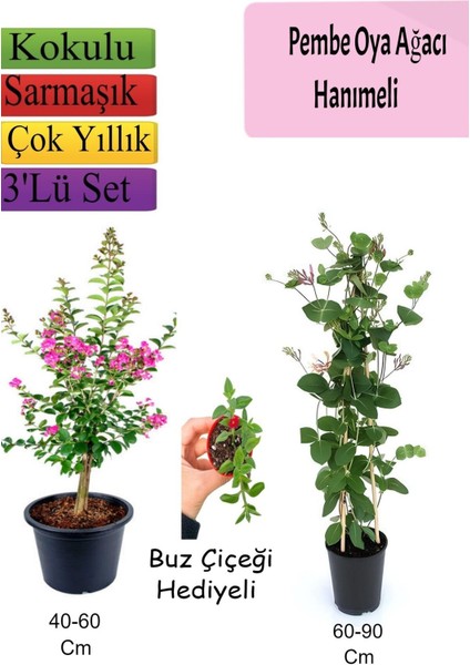Pembe Oya Ağacı+ Hanımeli Çiçeği+ Buz Çiçeği Hediyeli