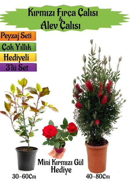 Kırmızı Fırça Çalısı+Alev Çalısı Fidanı+Mini Kırmızı Gül Hediyeli Peyzaj Seti