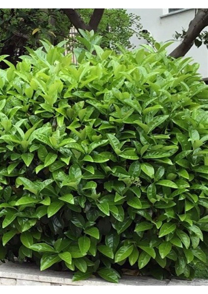 Kartopu Viburnum Lucidum 1 Adet 50-70 cm Saksılı Dış Mekan Bahçe Peyzaj Çit Bitkisi modelleri