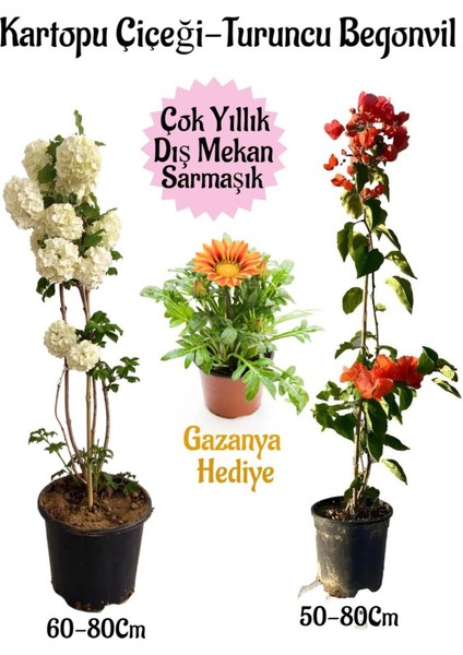 Kartopu Çiçeği 1 Adet +Turuncu Begonvil 1 Adet+Sarı Gazanya Hediye Saksılı Bahçe Seti