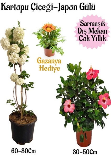 Kartopu Çiçeği 1 Adet +Pembe Japon Gülü 1 Adet+Sarı Gazanya Hediye Saksılı Bahçe Seti