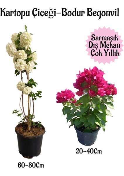 Kartopu Çiçeği 1 Adet +Pembe Bodur Begonvil 1 Adet Saksılı Bahçe Peyzaj Seti