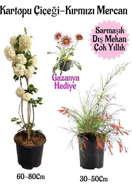 Kartopu Çiçeği 1 Adet +Kırmızı Mercan 1 Adet+Pembe Gazanya Hediye Saksılı Bahçe Seti