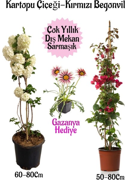 Kartopu Çiçeği 1 Adet +Kırmızı Begonvil 1 Adet+ Pembe Gazanya Hediyeli Saksılı Bahçe Seti
