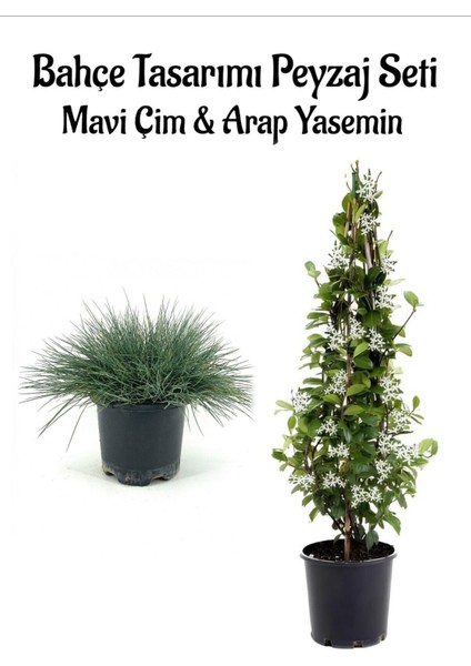 Mavi Çim 1 Adet Saksılı 10-20 cm +Mavi Yasemin 40-60 cm 1 Adet Saksılı Bahçe Seti