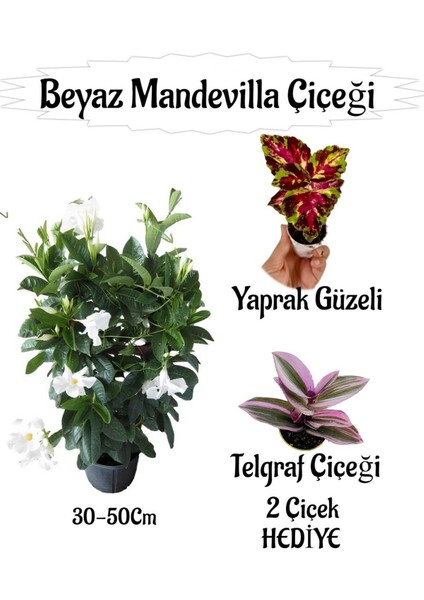 Beyaz Mandevilla Çiçeği 1 Adet Saksılı+Yaprak Güzeli-Telgraf Çiçeği Hediyeli