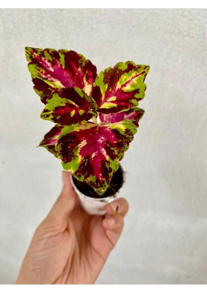 Beyaz Mandevilla Çiçeği 1 Adet Saksılı+Yaprak Güzeli-Telgraf Çiçeği Hediyeli
