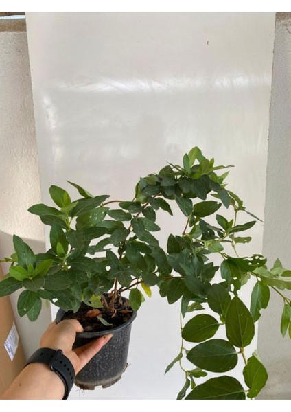 Mis Kokulu Hanımeli Çiçeği 1 Adet+Kurdele-Telgraf Çiçekleri Hediye fırsatları