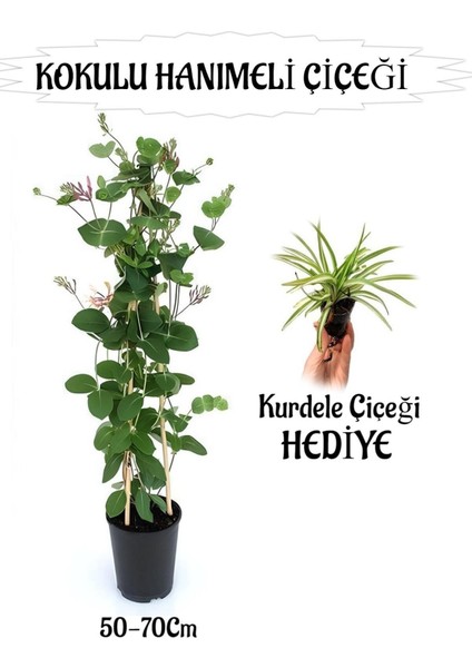 Mis Kokulu Hanımeli Çiçeği 1 Adet+Kurdele Çiçeği Peyzaj Seti