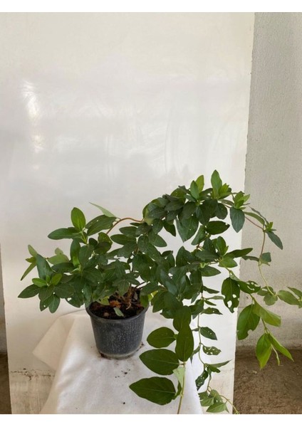 Mis Kokulu Hanımeli Çiçeği 1 Adet+Kurdele Çiçeği Peyzaj Seti