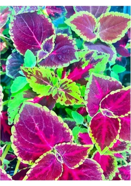 Kırmızı Yeşil Renk Yaprak Güzeli Çiçeği 1 Adet fiyatları