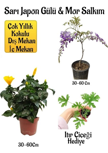 Sarı Japon Gülü Çiçeği+Mor Salkım Ağacı Fidanı+ Buz Çiçeği Hediyeli Peyzaj Seti